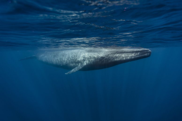 blue-whale-underwater.jpg
