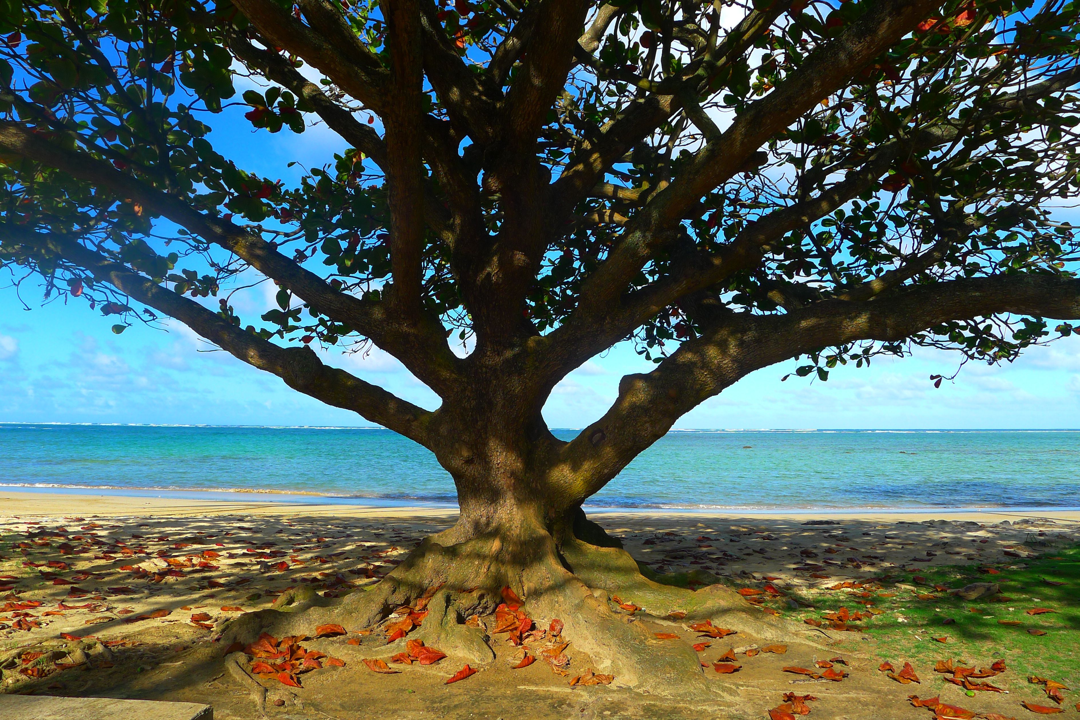 tree-on-beach.jpg