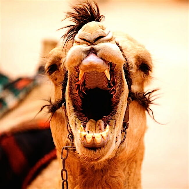 Camel-herbivore-canines-fangs.jpg