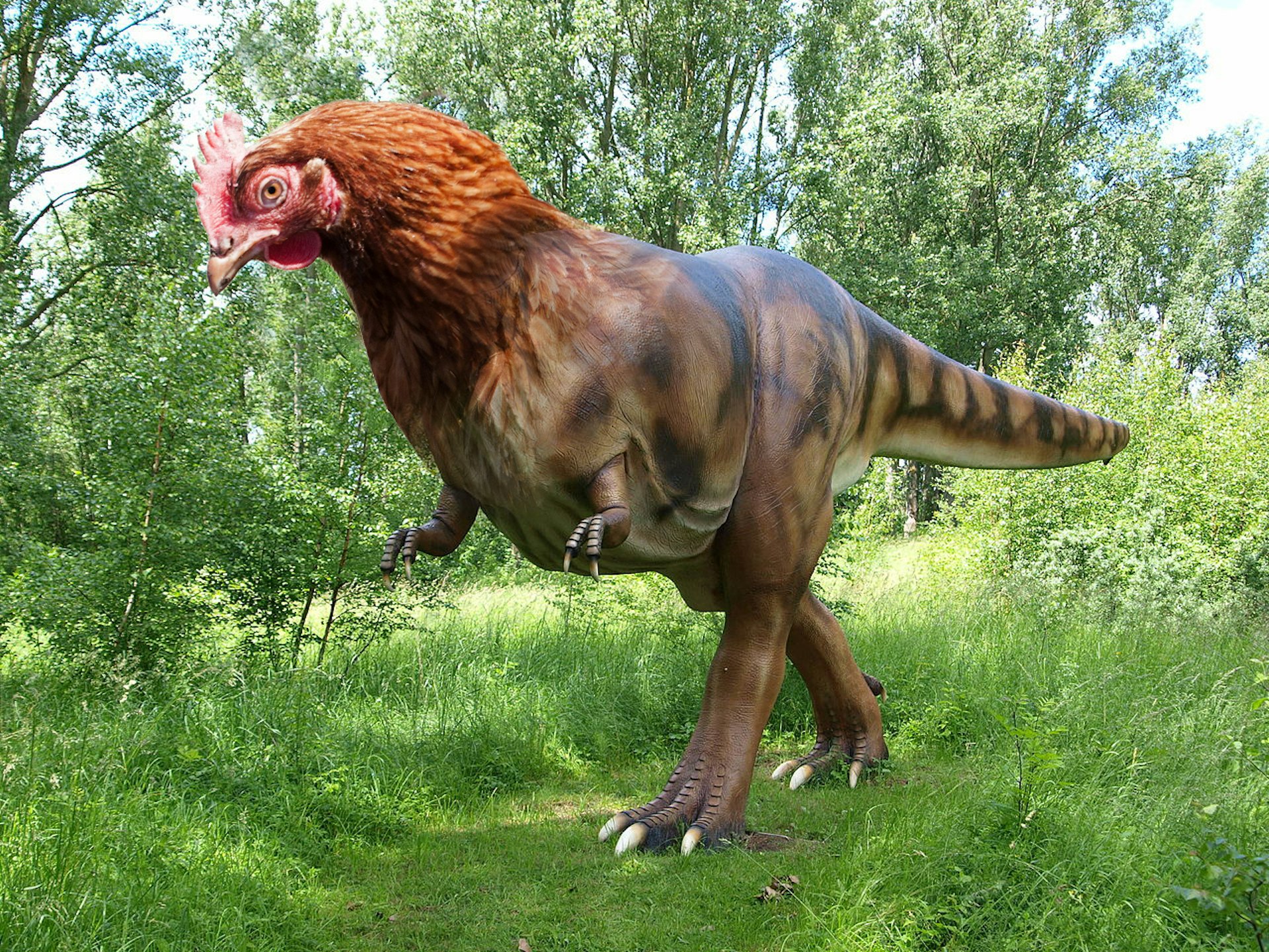 dinosaur-chicken-hybrid.png