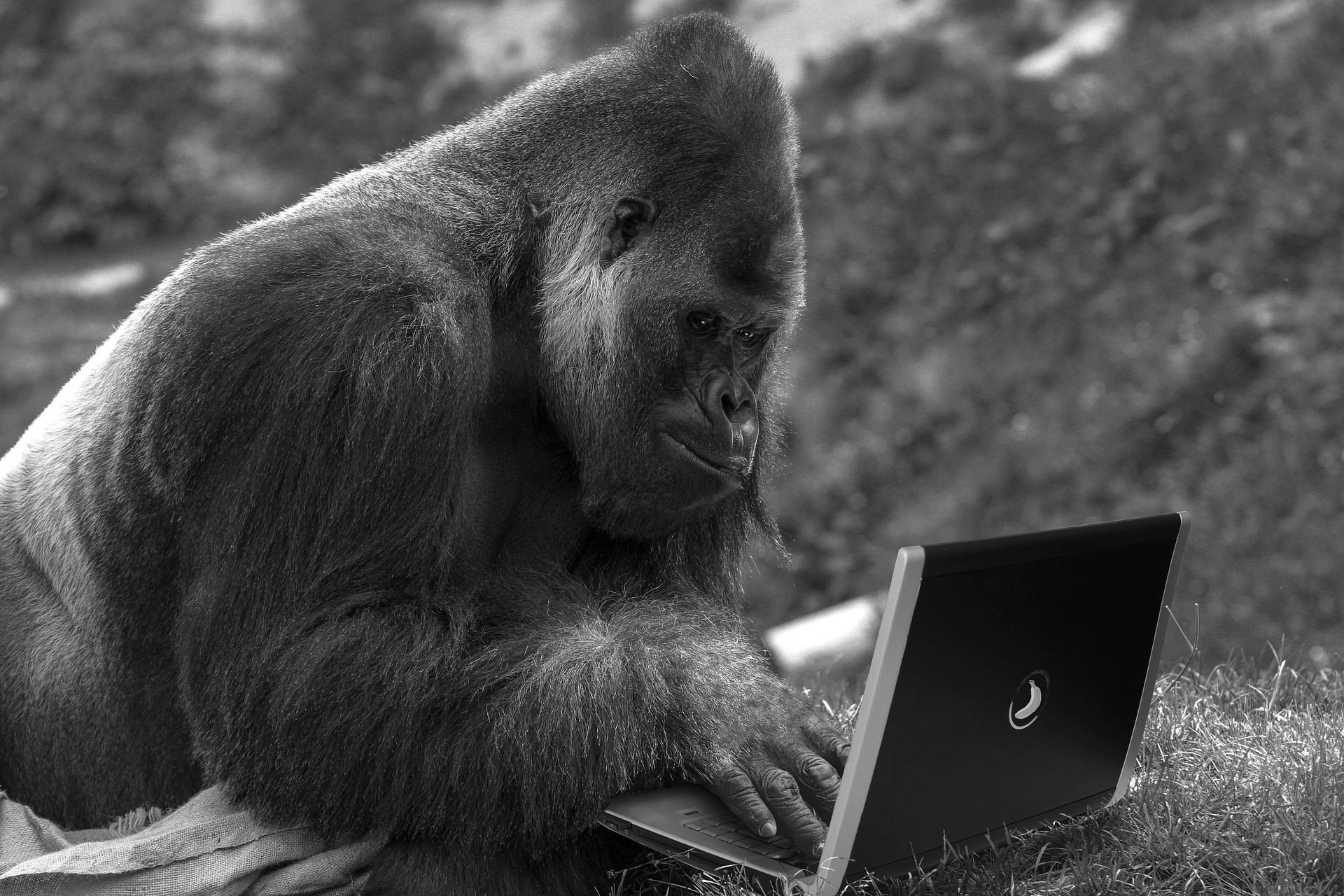 Ape-on-Laptop.jpg