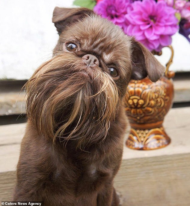 24595502-7990637-Nuts_the_Belgian_Griffon_from_Moscow_has_an_impressive_beard_whi-a-2_1581419779505.jpg