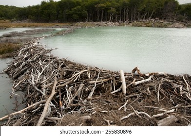 beaver-dam-tierra-del-fuego-260nw-255830896.jpg