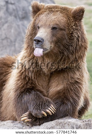 grizzly-bear-claws-tongue-450w-577841746.jpg