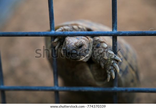 turtle-cage-takes-head-out-600w-774370339.jpg