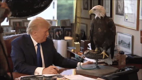 Trump_Eagle_Scared.gif