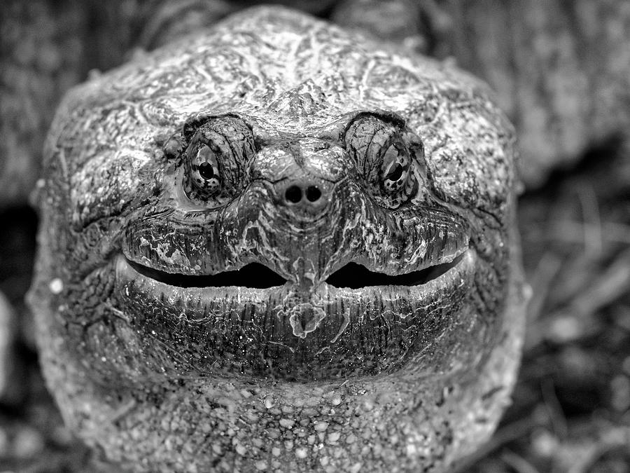 ancient-snapping-turtle-smile-scott-leslie.jpg