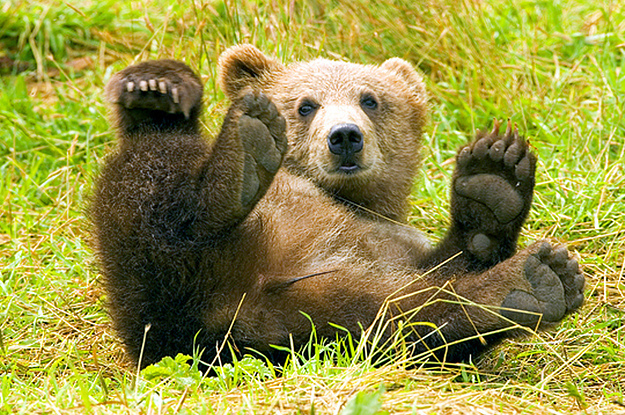 this-grizzly-bear-was-caught-rolling-down-a-hill--2-21381-1440468653-8_dblbig.jpg