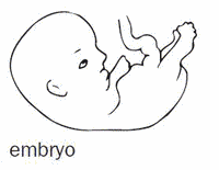 embryo.gif