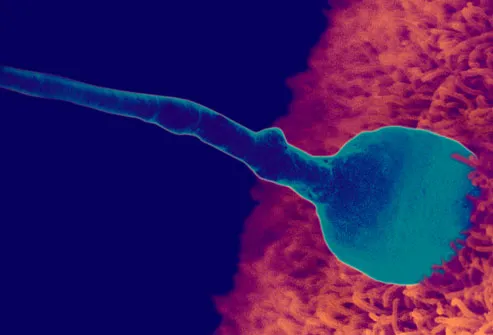 getty_rm_photo_of_sperm_fertilizing_egg.jpg