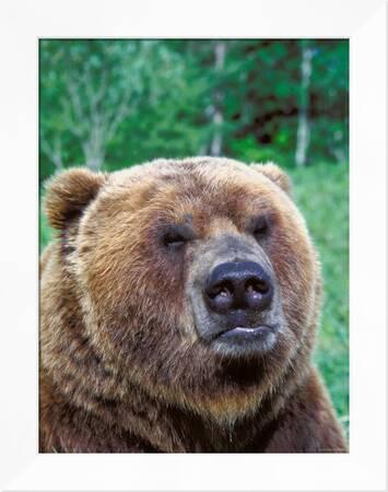 disgruntled-grizzly-bear-in-forest_u-l-p62khmh61zg.jpg