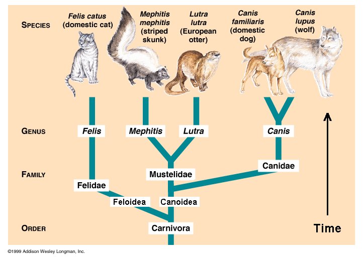 carnivore-feline-felis-mustelidae-canine-canis-classification.jpg