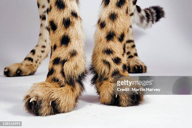 closeup-of-cheetah-feet-acinonyx-jubatus-endangered-studio-shot-dist-africa-middle-east.jpg