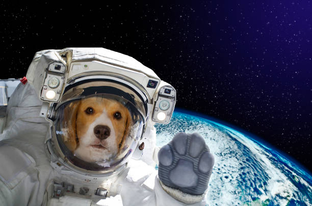 portrait-of-a-dog-astronaut-in-space-on-background-of-the-globe-elements-of-this-image.jpg