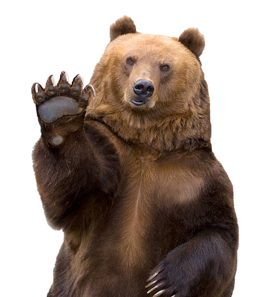 the-brown-bear-welcomes.jpg