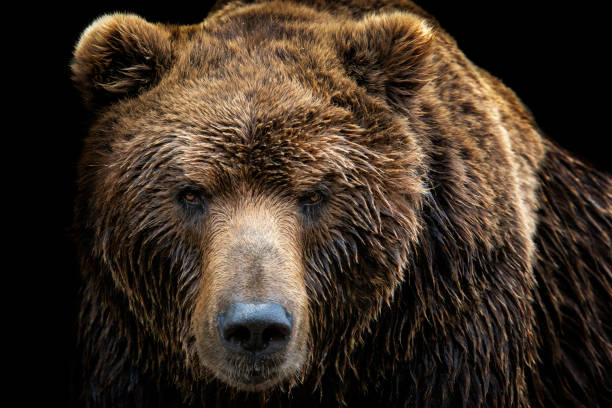 front-view-of-brown-bear-isolated-on-black-background-portrait-of-kamchatka-bear.jpg