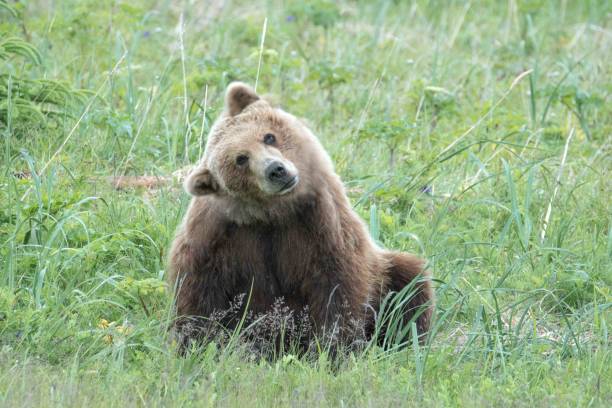 curious-coastal-brown-bear-picture-id1068941626