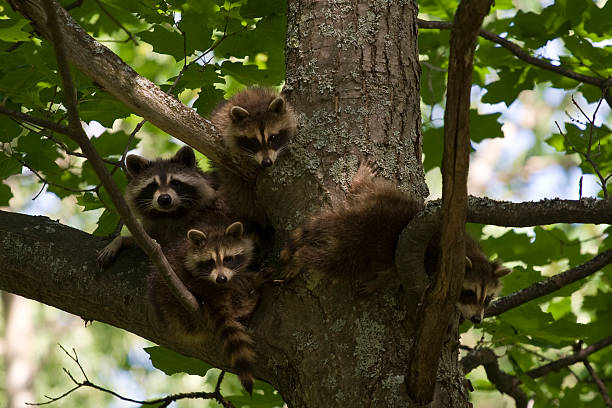 family-of-raccoons-picture-id144320068