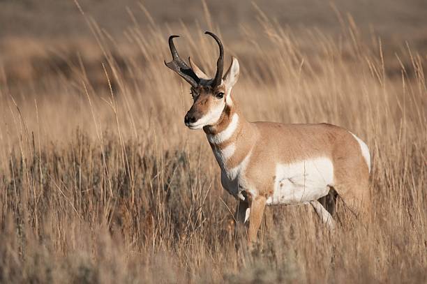 pronghorn-antelope-picture-id172165510