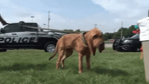bloodhound-police-dog.gif