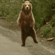 bear_dancing2-dancing-bear.gif