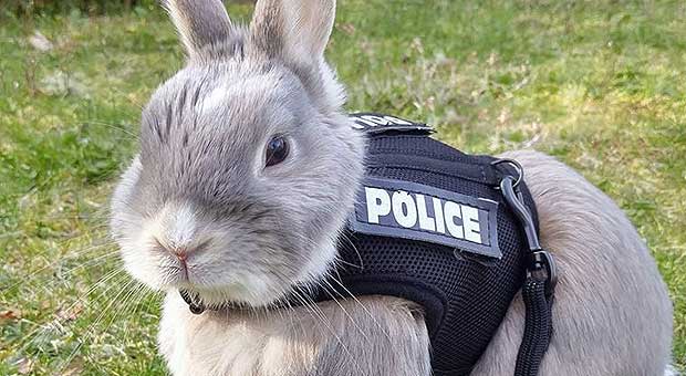 RabbitPolice_Feat.jpg