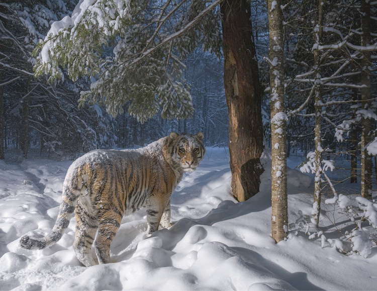 sascha-fonseca-siberian-tiger-0.jpg