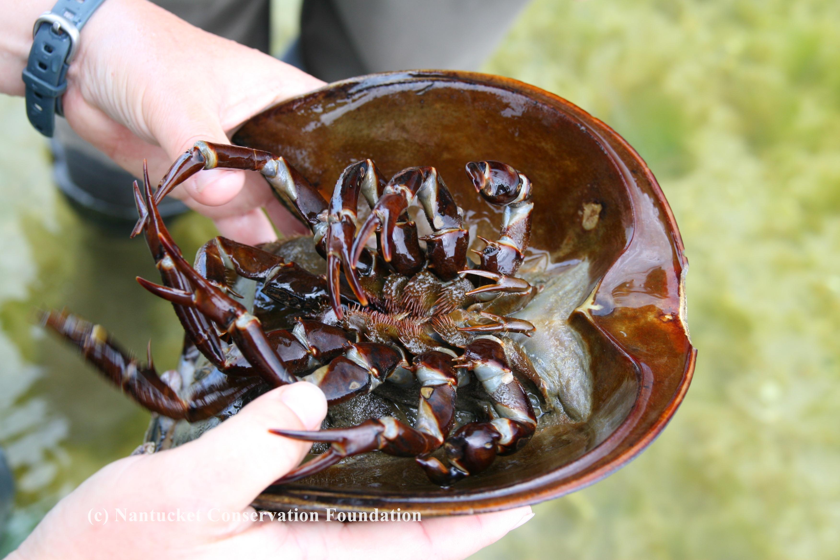 horseshoe-crab-belly-jmd.jpg