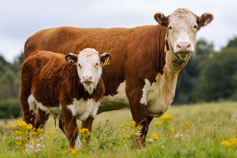 Hereford-Cattle-in-the-field_Scott-Allan_Shutterstock.jpg