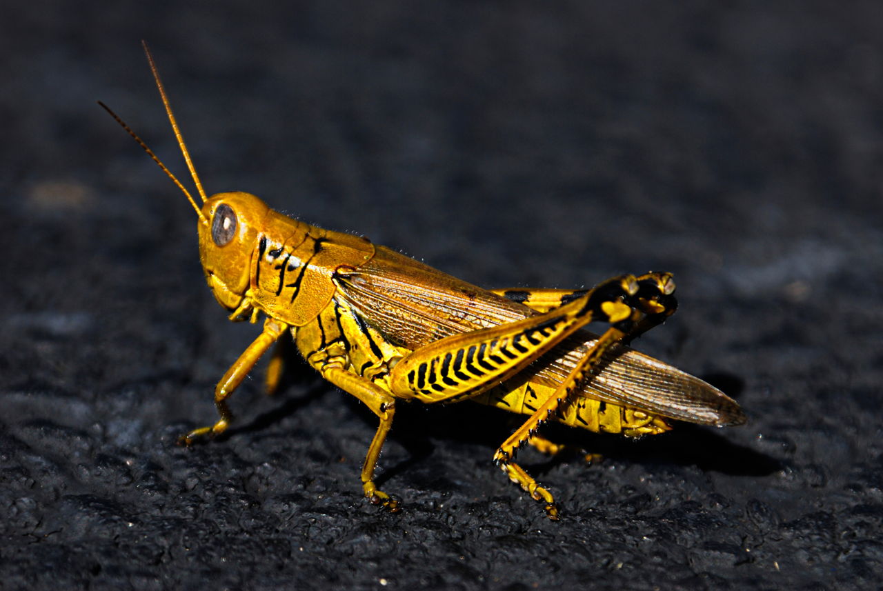 1280-535399073-grasshopper-on-asphalt.jpg