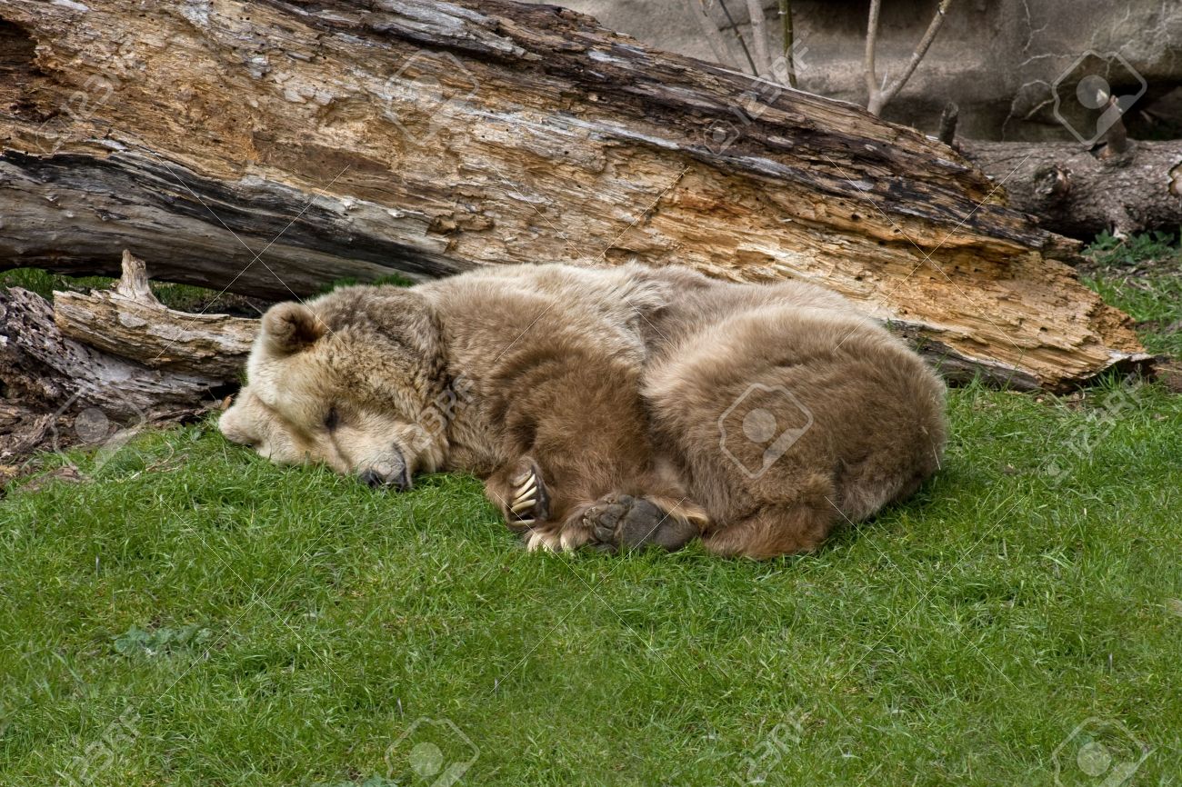 4681236-a-large-sleeping-brown-grizzly-or-kodiak-bear.jpg