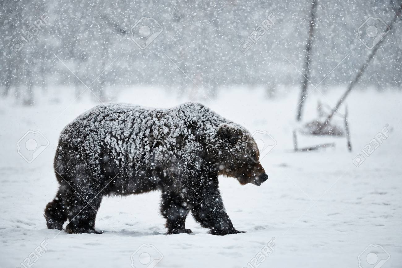 89883239-beautiful-brown-bear-walking-in-the-snow-in-finland-while-descending-a-heavy-snowfall.jpg