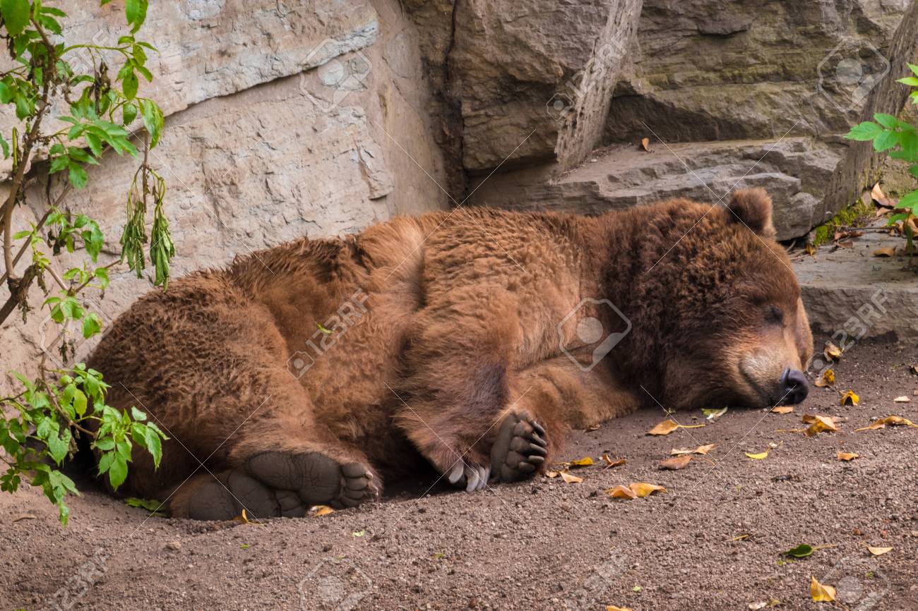 85581292-sleeping-grizzly-bear-brown-fur-tired-fluffy.jpg