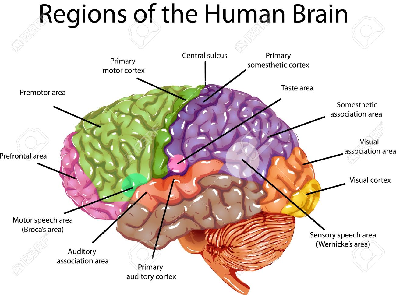 13699569-human-brain-regions-illustration-of-regions-in-human-brain-.jpg