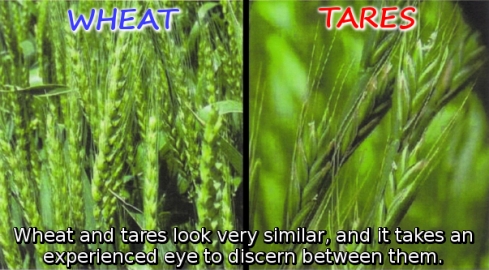 wheat-tares.jpg