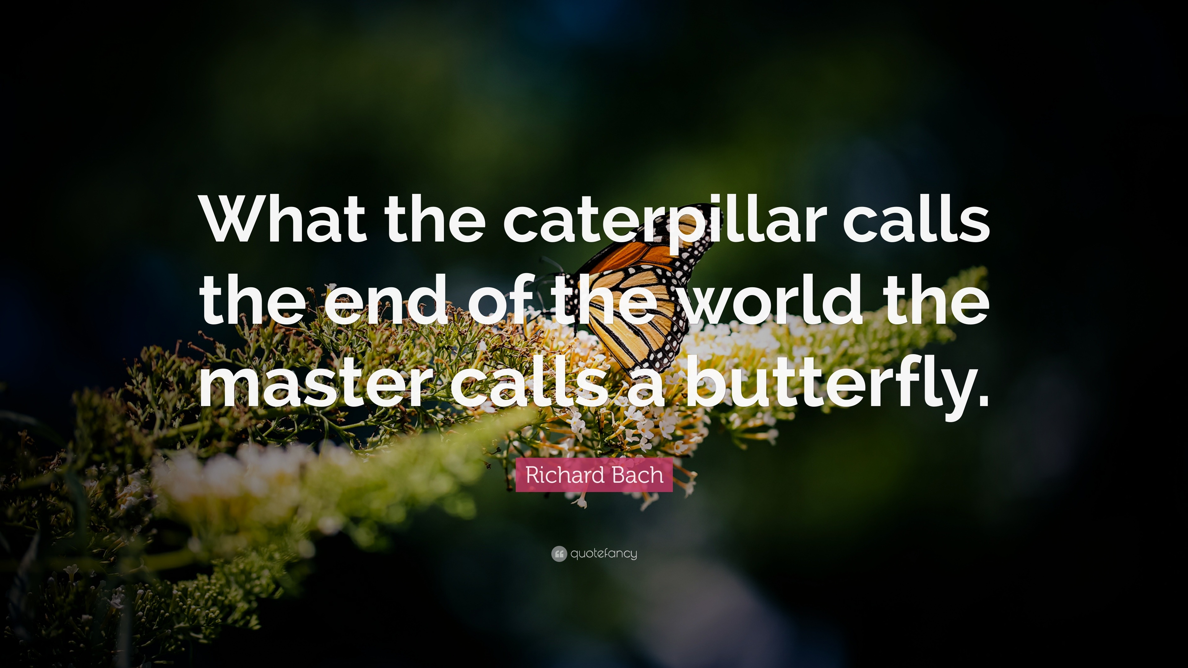 38561-Richard-Bach-Quote-What-the-caterpillar-calls-the-end-of-the-world.jpg