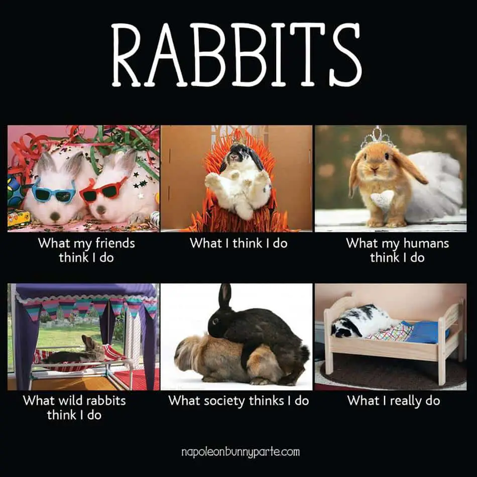 Rabbits-What-People-Think.jpg
