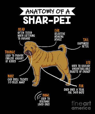 anatomy-of-a-sharpei-dog-j-m.jpg