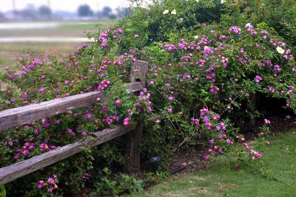 bad71b9fc16db82afedb02f70154a675--thornless-roses-split-rail-fence.jpg