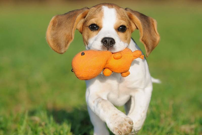 beagle-with-toy-800x534.jpg
