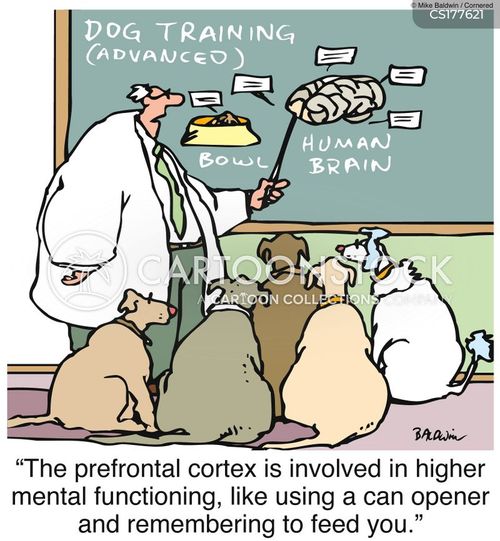 animals-dog_training-teaching-nurology-motivation-human_behaviour-mban353_low.jpg