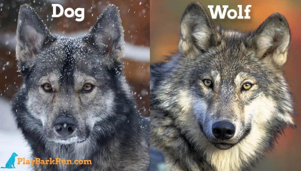 dogvswolf.jpg