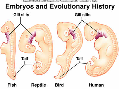 embryoes2116.jpg