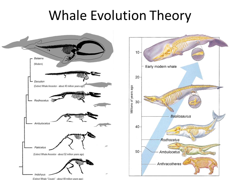 Whale+Evolution+Theory.jpg