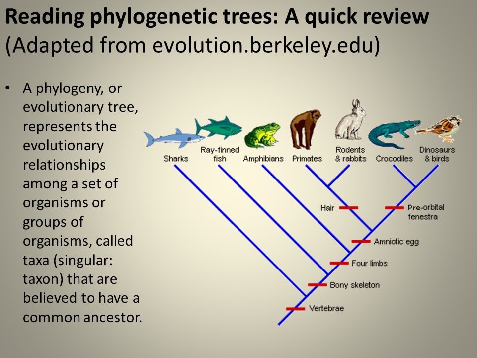 Reading+phylogenetic+trees%3A+A+quick+review+%28Adapted+from+evolution.jpg