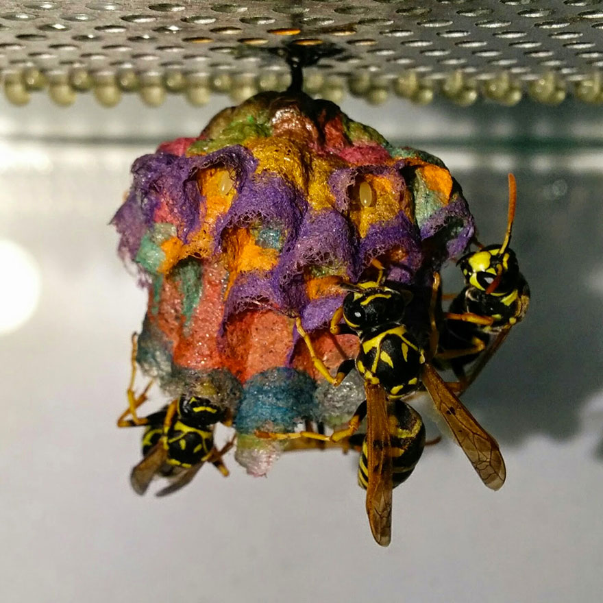 colorful-paper-wasp-nests-rainbow-mattia-mechetti-4.jpg