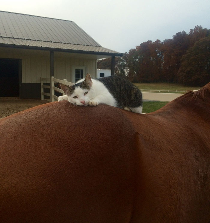 cat-horse-friends-sappy-dakota-1.jpg