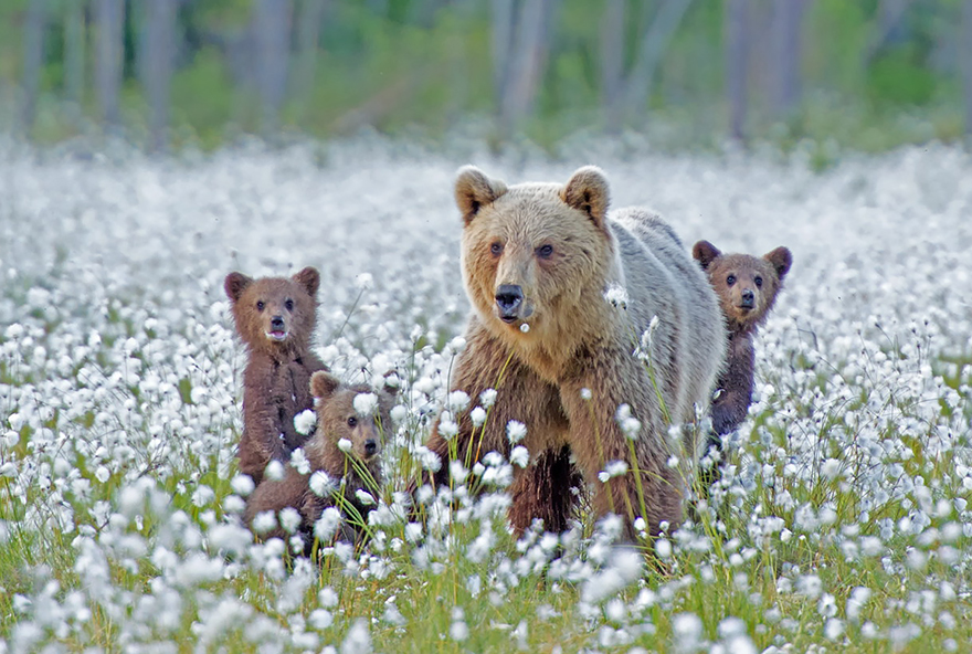 mother-bear-cubs-animal-parenting-19-57e3a2102c937__880.jpg