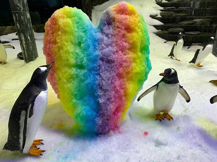 gay-penguin-parents-1-5fc4ac7229d81__700.jpg