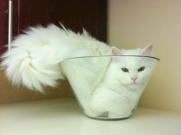 funny-liquid-cats-2.jpg